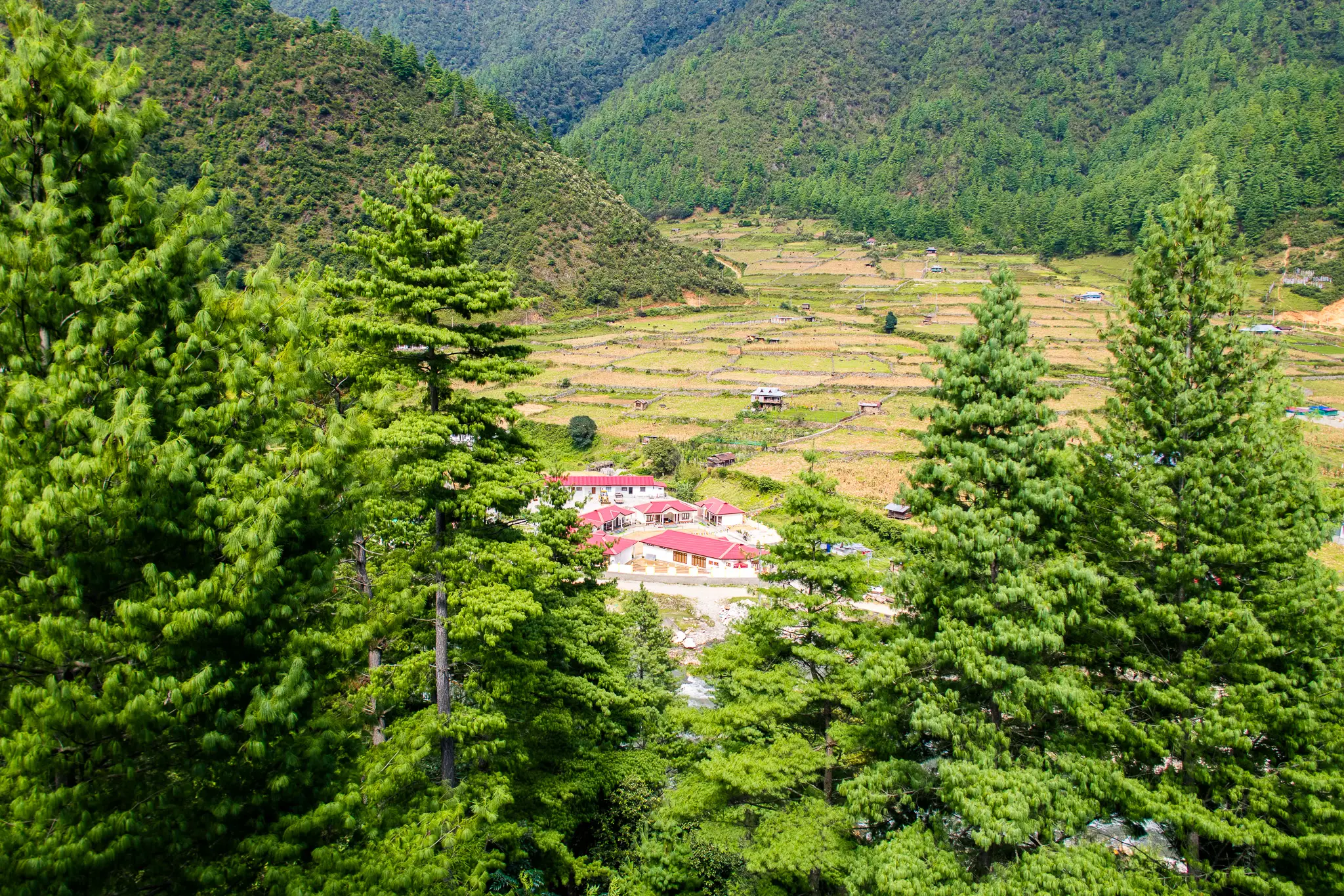 Stunning valley view through pine forest at Rivero Resort Dirang